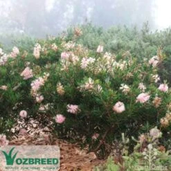 Callistemon Sweet Burst -Australian Plants Online Sales sweetburst misty