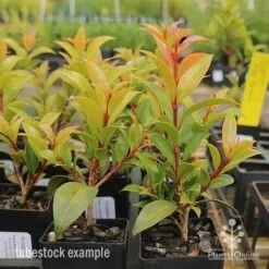 Syzygium Bush Christmas - Lilly Pilly -Australian Plants Online Sales syzygium bush christmas tubestock plants