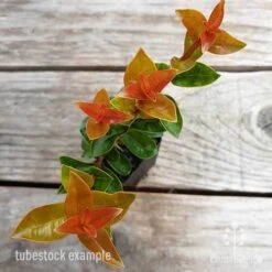 Syzygium Orange Twist - Lilly Pilly -Australian Plants Online Sales syzygium orange twist