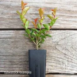 Syzygium Orange Twist - Lilly Pilly -Australian Plants Online Sales syzygium orange twist tubestock
