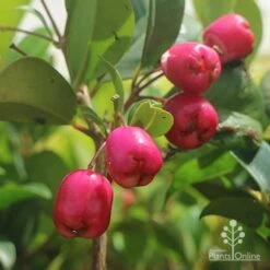 Syzygium Resilience - Lilly Pilly 17 Syzygium Resilience - Lilly Pilly -Australian Plants Online Sales syzygium resilience berries