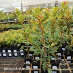 Syzygium Resilience - Lilly Pilly 19 Syzygium Resilience - Lilly Pilly -Australian Plants Online Sales syzygium resilience tubestock tall