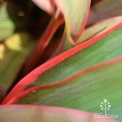 Cordyline Fruticosa Tangelo -Australian Plants Online Sales tangelo leaf close