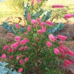 Callistemon Taree Pink -Australian Plants Online Sales taree pink 500