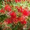Grevillea Mini Marvel -Australian Plants Online Sales thelemanniana grevillea flower2