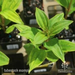Tibouchina Allure -Australian Plants Online Sales tib allure leaf 500 1