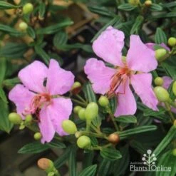 Tibouchina Chameleon -Australian Plants Online Sales tib chameleon flowers 500 1