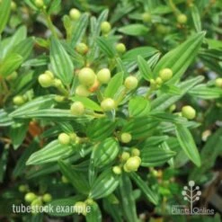 Tibouchina Chameleon -Australian Plants Online Sales tib chameleon leaf 500 1