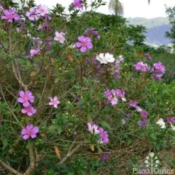 Tibouchina Chameleon -Australian Plants Online Sales tibouchina chameleon 2