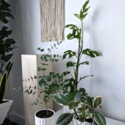 Philodendron Minima - Mini Monstera -Australian Plants Online Sales tineke ficus and mini monstera