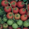 Tomato Tommy Toe - Seed -Australian Plants Online Sales tomato tommy toe 500 1