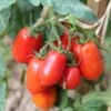 Tomato Roma - Seed -Australian Plants Online Sales tomatoes roma growing