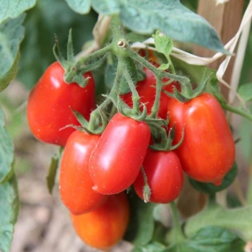 Tomato Roma - Seed -Australian Plants Online Sales tomatoes roma growing