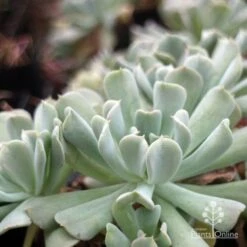 Echeveria Topsy Turvy - Succulent 14 Echeveria Topsy Turvy - Succulent -Australian Plants Online Sales topsy echeveria