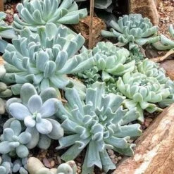 Echeveria Topsy Turvy - Succulent 17 Echeveria Topsy Turvy - Succulent -Australian Plants Online Sales topsy turvy planted 2
