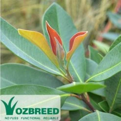 Tristaniopsis Luscious - Water Gum -Australian Plants Online Sales tris close up 2