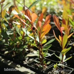 Tristaniopsis Luscious - Water Gum -Australian Plants Online Sales tristaniopsis tubestock