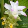 Turmeric -Australian Plants Online Sales turmeric flower full