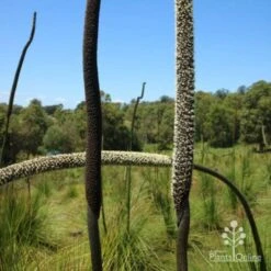 Xanthorrhoea - Grass Tree -Australian Plants Online Sales two stages of grass tree flowerspike