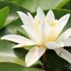 Water Lily Hermine - 1 Bulb -Australian Plants Online Sales water lily for hermine