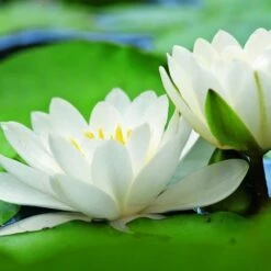 Water Lily Hermine - 1 Bulb -Australian Plants Online Sales water lily hermine 2