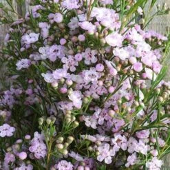 Chamelaucium Dancing Queen - Waxflower -Australian Plants Online Sales wax dancing queen pg
