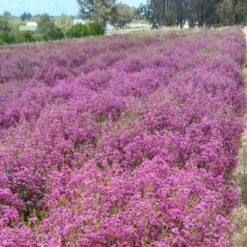Chamelaucium Free Spirit - Waxflower 16 Chamelaucium Free Spirit - Waxflower -Australian Plants Online Sales wax free spirit 1