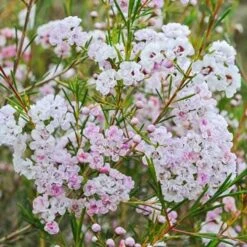 Chamelaucium Dancing Queen - Waxflower -Australian Plants Online Sales waxflower dancing queen
