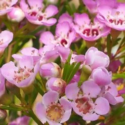 Chamelaucium Local Hero - Waxflower -Australian Plants Online Sales waxflower local hero