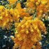 Australian Wildflower WA Christmas Tree - Seed -Australian Plants Online Sales west australian christmas tree