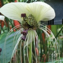 Bat Plant White - Tacca