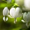 Dicentra Alba - Bleeding Heart - 75mm BIGGER Size 2 Dicentra Alba - Bleeding Heart - 75mm BIGGER Size -Australian Plants Online Sales white dicentra flowers 1