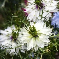 Nigella Miss Jekyll White - Love In A Mist - Seed -Australian Plants Online Sales white nigella