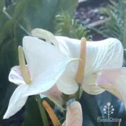 Anthurium White Winner -Australian Plants Online Sales white winner flowers qge