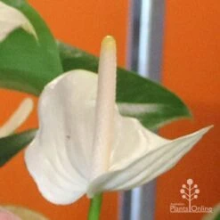 Anthurium White Winner -Australian Plants Online Sales white winner mature spadix coour