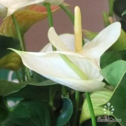 Anthurium White Winner -Australian Plants Online Sales white winner new spadix colour