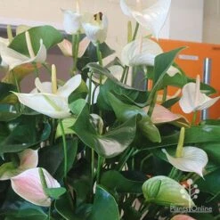 Anthurium White Winner -Australian Plants Online Sales white winner plant flowering
