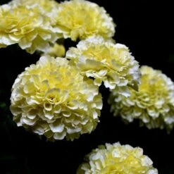 Marigold Kilimanjaro White - Seed 7 Marigold Kilimanjaro White - Seed -Australian Plants Online Sales white tagetes