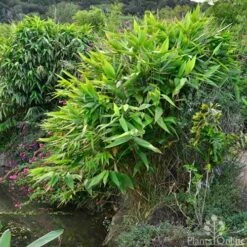 Tiger Grass - Thysanolaena -Australian Plants Online Sales whole plant 4