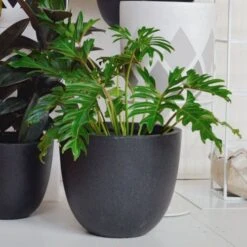 Philodendron Xanadu 15 Philodendron Xanadu -Australian Plants Online Sales xanadu indoor 500