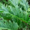 Philodendron Xanadu -Australian Plants Online Sales xanadu leaf apo