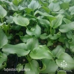 Philodendron Xanadu 21 Philodendron Xanadu -Australian Plants Online Sales xanadu tubestock
