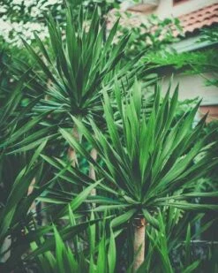 Yucca Elephantipes - Soft-tip Yucca 19 Yucca Elephantipes - Soft-tip Yucca -Australian Plants Online Sales yucca clump small