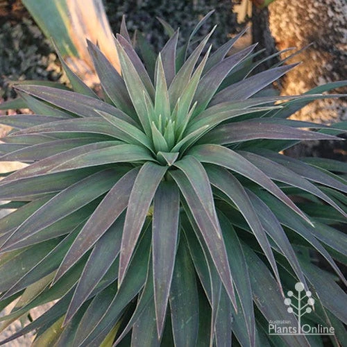 Yucca Desmetiana 3 Yucca Desmetiana