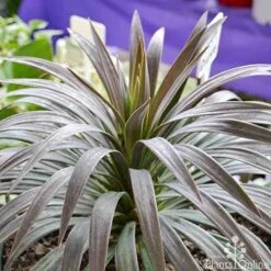 Yucca Desmetiana 9 Yucca Desmetiana -Australian Plants Online Sales yucca desmentiana plant