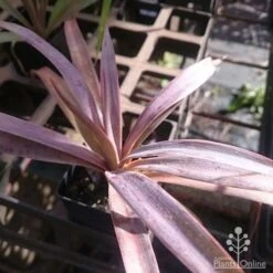 Yucca Desmetiana 11 Yucca Desmetiana -Australian Plants Online Sales yucca desmet