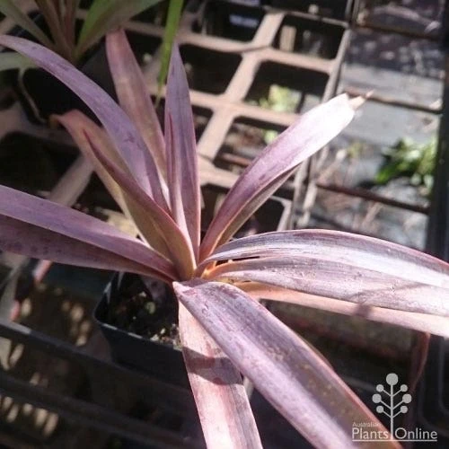 Yucca Desmetiana 7 Yucca Desmetiana - Image 5