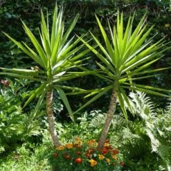 Yucca Elephantipes - Soft-tip Yucca 20 Yucca Elephantipes - Soft-tip Yucca -Australian Plants Online Sales yucca gigantea 1