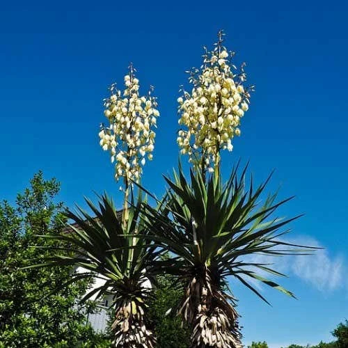 Yucca Elephantipes - Soft-tip Yucca 3 Yucca Elephantipes - Soft-tip Yucca