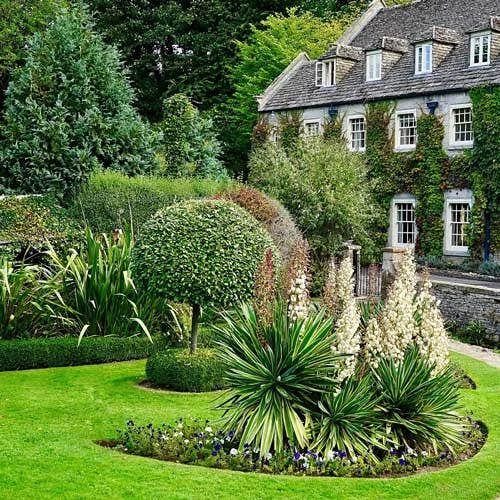 Yucca Elephantipes - Soft-tip Yucca 7 Yucca Elephantipes - Soft-tip Yucca - Image 5